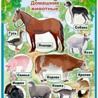 Купить Плакат "Домашние животные" в Москве по недорогой цене