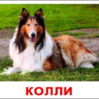 Купить Набор обучающих карточек "Породы собак" в Москве по недорогой цене