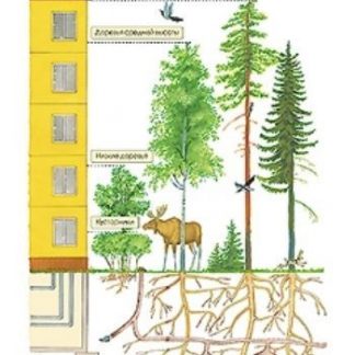 Купить Плакат "Лес - многоэтажный дом" в Москве по недорогой цене