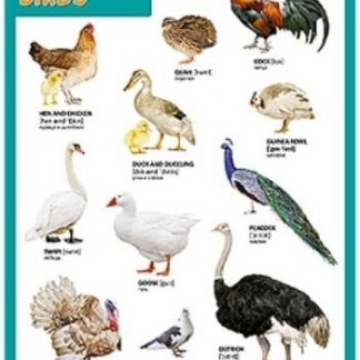 Купить Плакат "Домашние птицы" в Москве по недорогой цене