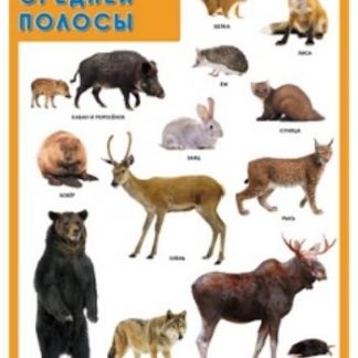 Купить Плакат "Животные средней полосы" в Москве по недорогой цене
