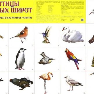 Купить Плакат "Птицы разных широт" в Москве по недорогой цене