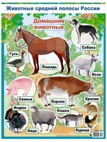 Купить Плакат "Домашние животные" в Москве по недорогой цене