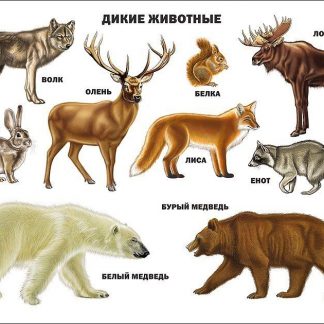 Купить Плакат "Дикие животные" в Москве по недорогой цене