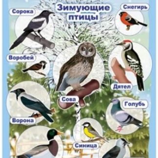 Купить Плакат "Зимующие птицы" в Москве по недорогой цене