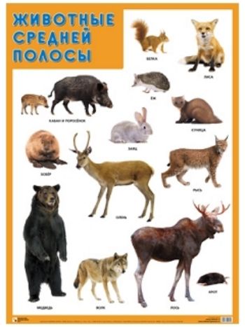Купить Плакат "Животные средней полосы" в Москве по недорогой цене