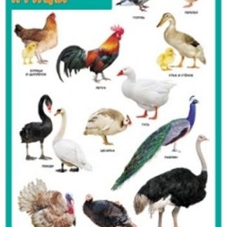 Купить Плакат "Домашние птицы" в Москве по недорогой цене