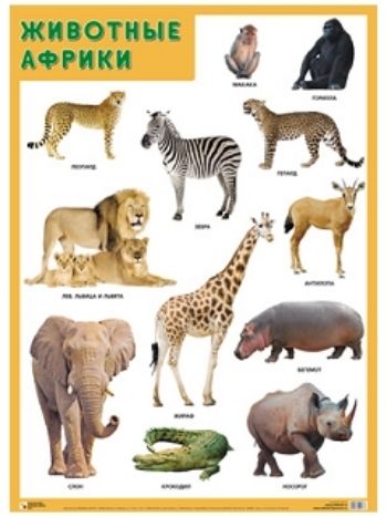 Купить Плакат "Животные Африки" в Москве по недорогой цене