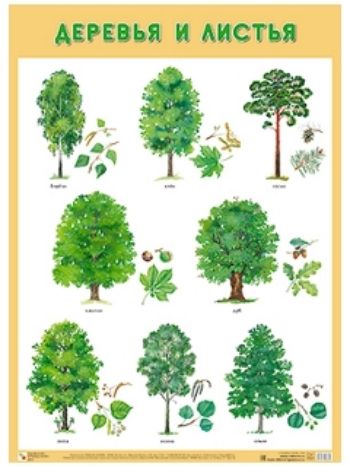 Купить Плакат "Деревья и листья" в Москве по недорогой цене